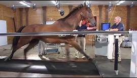 Horse on a treadmill: Maryland Game - Virginia Tech