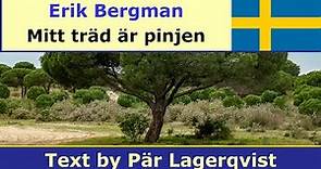 Erik Bergman - Mitt träd är pinjen