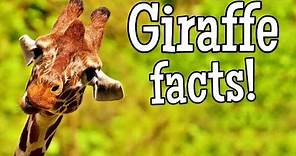 Giraffe Facts for Kids | Classroom Edition Giraffes Learning Video