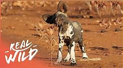 Rare Footage Of Wild African Dog Pups First Steps | Chasing Tales Part 1/4 | Real Wild