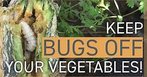 Keep Bugs Off My Vegetables! How to Deal With Insects in the Garden