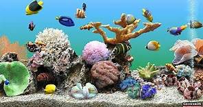 Marine Aquarium Screensaver Best Fish Tank 3 Hours of Relaxing Video 60fps