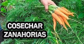 🥕 Como Y Cuando Cosechar Zanahorias 🥕 En El Huerto || La Huertina De Toni
