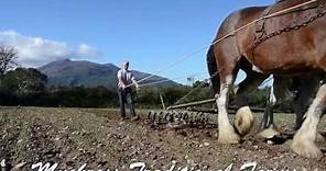 Clydesdale Horses at Work at Muckross Tradtiional Farms