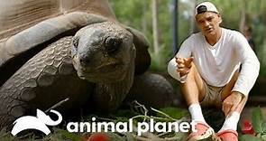 La tortuga de Charles Darwin | Wild Frank: Tras la evolución de las especies | Animal Planet