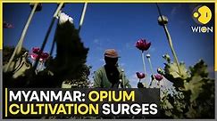 Myanmar: Opium cultivation surges, 65% rise in opium yield in 2 years | WION