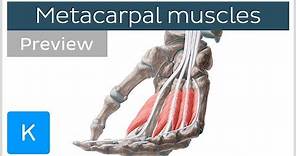 Muscles of the hand - Metacarpal muscles (preview) - Human Anatomy | Kenhub