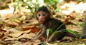 Lovely Newborn Baby Monkey is Allowed To Stand Alone | B Monkey