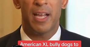 ¿Qué está ocurriendo con el American Bully XL en Inglaterra? 😱🐶😡 #perros #educacioncanina #americanbully #pitbull