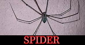 Pholcus phalangioides (Spider)