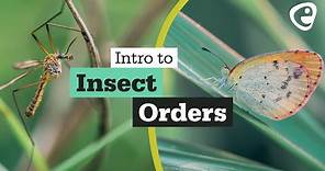 An introduction to Insect Orders