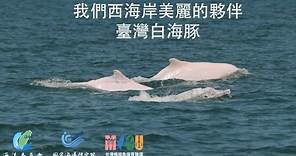 我們西海岸美麗的夥伴-臺灣白海豚