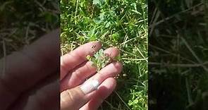 Clover vs. Shamrock | how to identify in your lawn