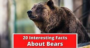 20 Interesting Facts About Bears | Global Facts