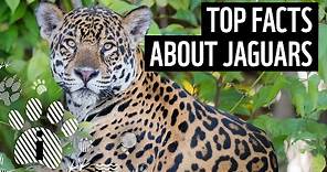 Top facts about jaguars | WWF