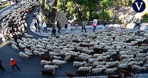 Mil ovejas y cien cabras cruzan el centro de Madrid