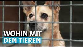 Corona-Haustiere bringen Tierheime ans Limit | Zur Sache! Baden-Württemberg