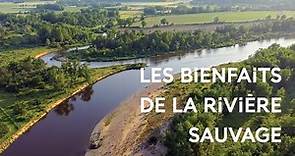 L'Allier : une des dernières grandes rivières sauvages d'Europe