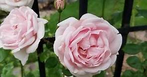 Rose 'New Dawn' // Outstanding, Repeat Flowering CLIMBING Rose For Walls, Arches, Fences & Pergolas