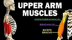 UPPER LIMB MUSCLES (3/6) - UPPER ARM MUSCLES