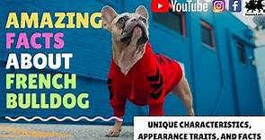 Amazing Facts About French Bulldog | French Bulldog Facts, Traits And Appearance | Animals Addict
