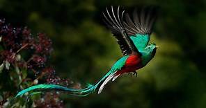 10 Incredible Quetzal Facts
