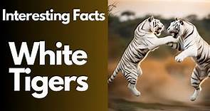 Fun Facts about White Tiger| White Tiger Facts For Children