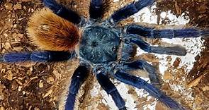 Arachnid Diversity - Eight-legged Diversity: Spiders and Their Kin