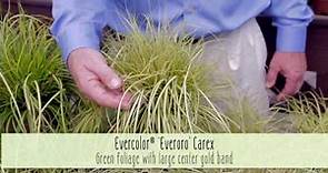 Plant These Stunning Easy Care Evercolor Carex Series Varieties from Southern Living In Your Garden