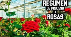 Cultivo de ROSAS en invernaderos para exportación PASO A PASO TODO SOBRE FLOR ROSA