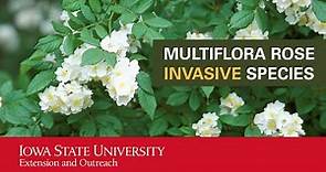 Multiflora Rose Invasive Species