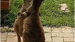 Kangaroos Hug It Out! #Animals