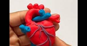 Human Heart Model || Heart Model 3D || School Science Projects || How to make a clay model Heart
