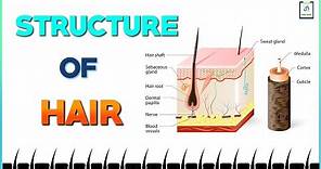 Structure of Hair