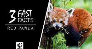 Red Panda | 3 Fast Facts