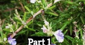 How to Prune Rosemary Part One by The Gardening Tutor - Mary Frost