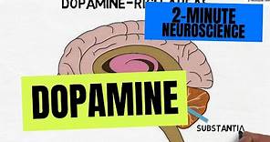 2-Minute Neuroscience: Dopamine