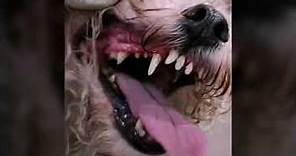 Pulizia denti cane spazzolino ad ultrasuoni | ARMONY PET BEAUTY&SPA