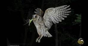 Canti e versi dei rapaci notturni (Strigiformi) e del succiacapre - Owl calls and songs