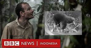 Hewan langka yang muncul kembali di hutan Papua setelah 62 tahun 'menghilang' - BBC News Indonesia