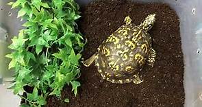 Captive Bred Eastern box turtle for sale from Tortoise Town