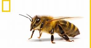¿Cómo saben las abejas cuál es su trabajo? | National Geographic en Español