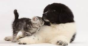 Newfoundland Dog And Kitten Are Best Friends