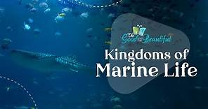 Kingdoms of Marine Life | Marine Biology | The Good and the Beautiful