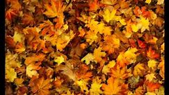 leaves rustling - sound effect