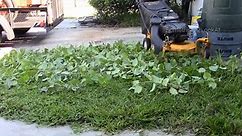 Satisfying Lawn Mower ASMR Mowing Up Trimmings for the Sound