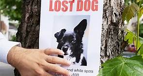 How to find a lost pet: Expert advice to bring your dog or cat home safely