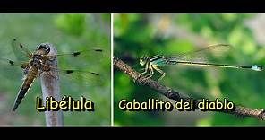 Las diferencias entre la libélula y el caballito del diablo