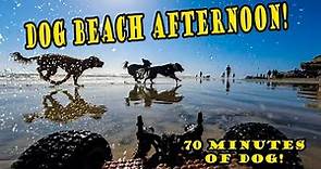 DOG BEACH MUTT MANIA! 🌴 Dog Beach San Diego with dog chases in sand and water! [EXTENDED CUT]