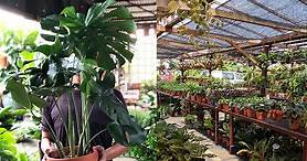 15 Plant Nurseries In Klang Valley To Destress From The Chaos This Year